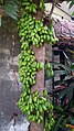 Bilimbi tree full with fruits