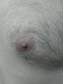 Male Areola.jpg