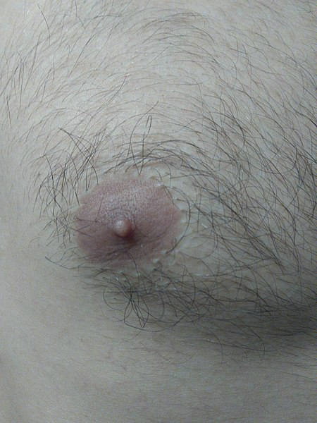 File:Male Areola.jpg