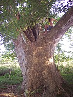 Old sycamores can have massive trunks