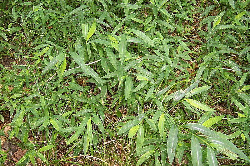 File:Microstegium vimineum NPS-1.jpg