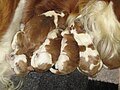 Image 29Newborn Welsh Springer Spaniels (from Puppy)