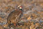 Thumbnail for Red-legged partridge