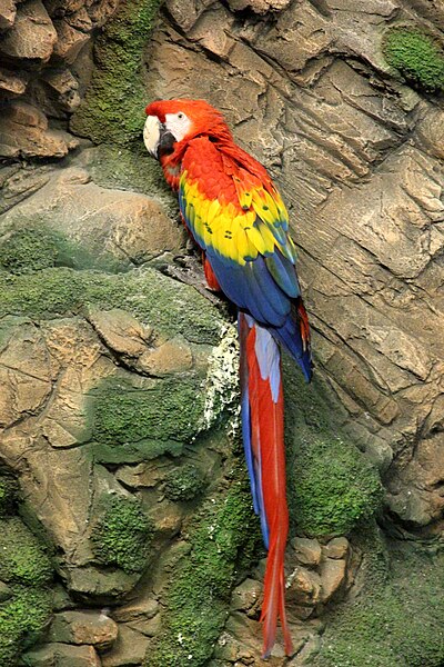 Файл:Red-macaw.jpg