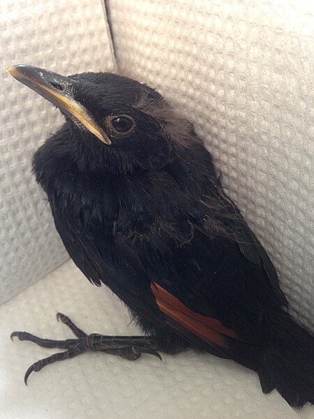 File:Red-winged starling chick.JPG