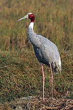 Thumbnail for Sarus crane