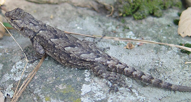 Archivo:Sceloporus grammicus female.JPG