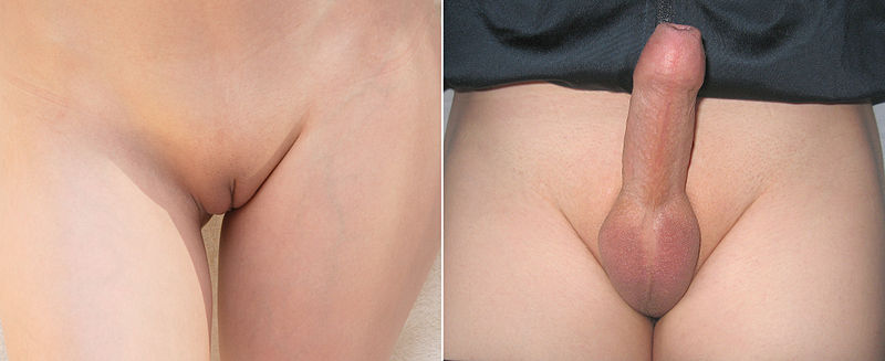 File:Shaved genitalia female male.jpg