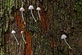 9 - Mycena