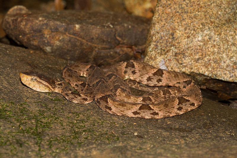 File:Bothrops asper (Panama).jpg