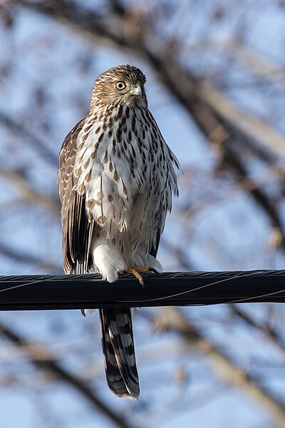 Archivo:Cooper's Hawk V8A5043.jpg