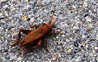 A cricket