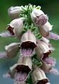 Digitalis ferruginea