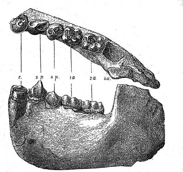 File:Dryopithecus Fontani jaw.jpg