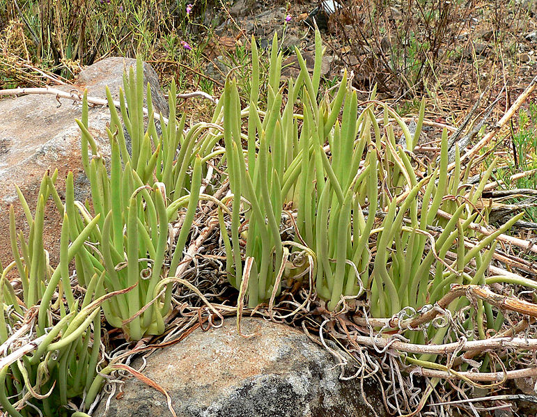 Archivo:Dudleya edulis 2.jpg