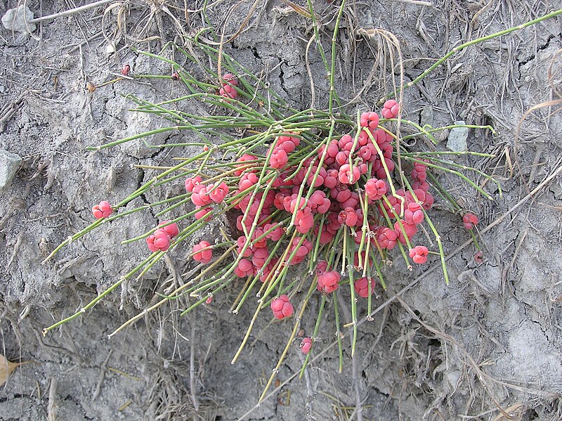 Файл:Ephedra distachya russia 1.jpg