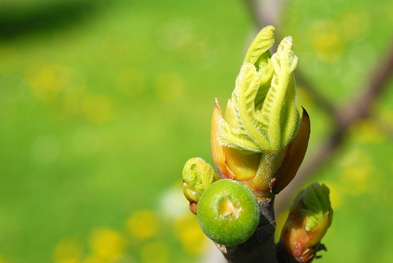 File:Ficus bud.JPG