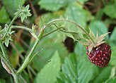 Плод земляники мускусной (Fragaria moschata)