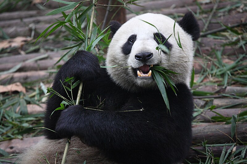 File:Giant Panda Eating.jpg