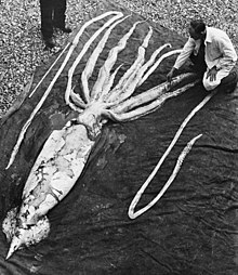 Giant squid Ranheim2.jpg