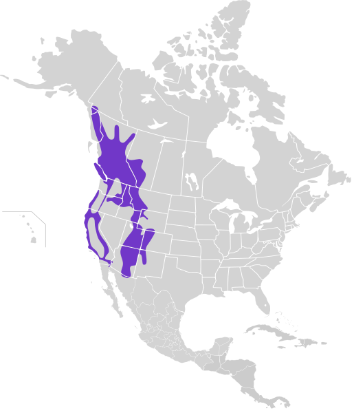 Archivo:Glaucidium californicum map.svg