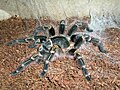 Grammostola aureostriata 9L