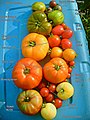 A variety of specific cultivars, including Brandywine (biggest red), Black Krim (lower left) and Green Zebra (top left)