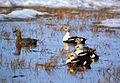 King eiders (male and female) in natural habitat in Alaska wildlife refuge