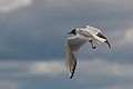 Ringed Larus ridibundus in flight