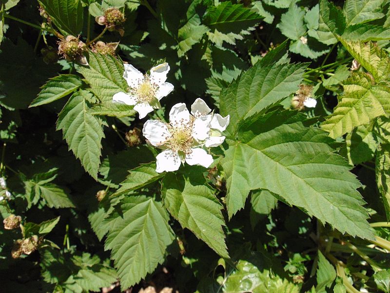 File:Loganberry flowers.jpg