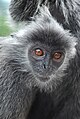 Silver Leaf Monkey in Bukiit Malawati