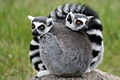 Ring-tailed lemurs