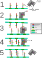 Diagram depicting cross-linking of bacterial cell walls by penicillin binding proteins.