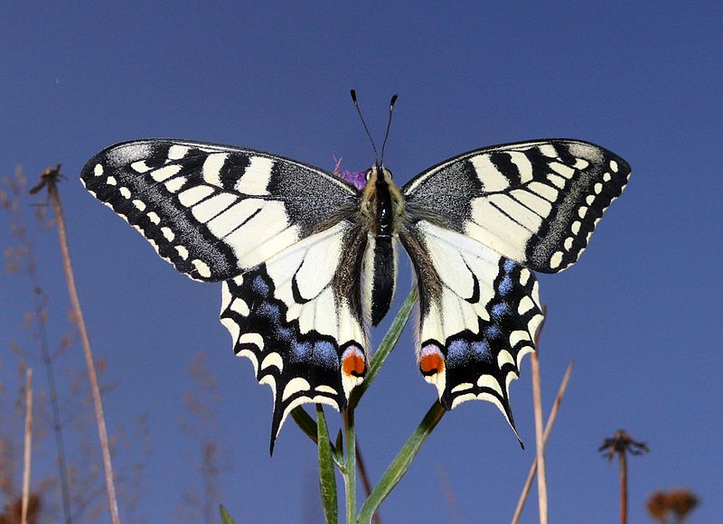 Файл:Papilio machaon 170808b.jpg