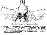 The crop of a pigeon (#4) is inflated when it coos, amplifying its call.