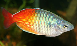 貝氏虹銀漢魚 Melanotaenia boesemani，红色