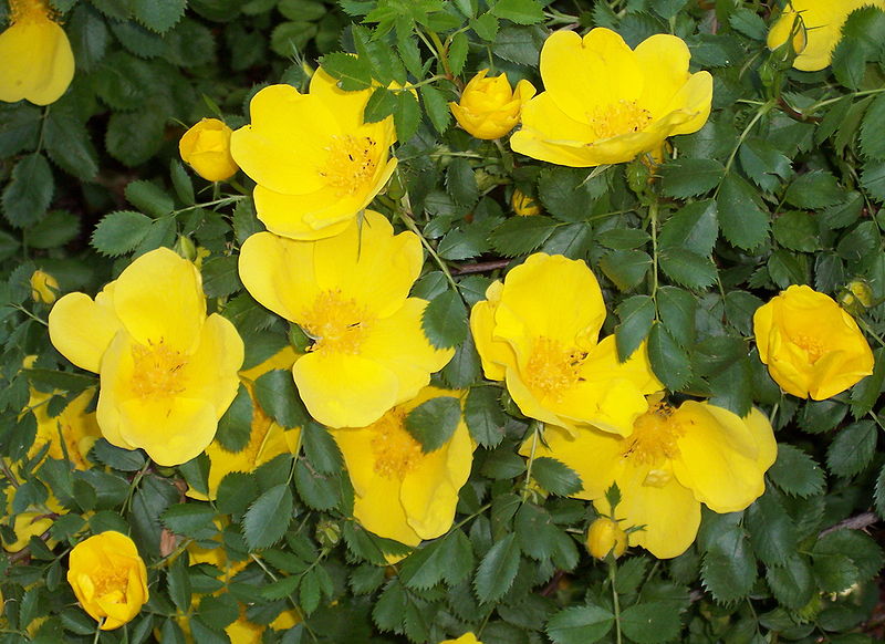 File:Rosa foetida.jpg