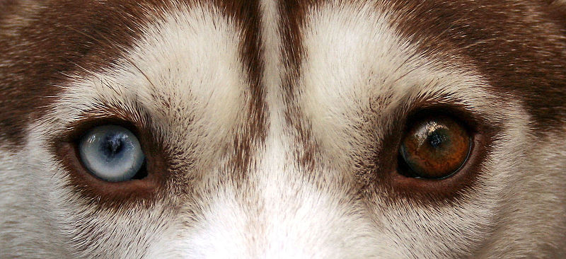 File:Siberian Husky heterchromia edit.jpg