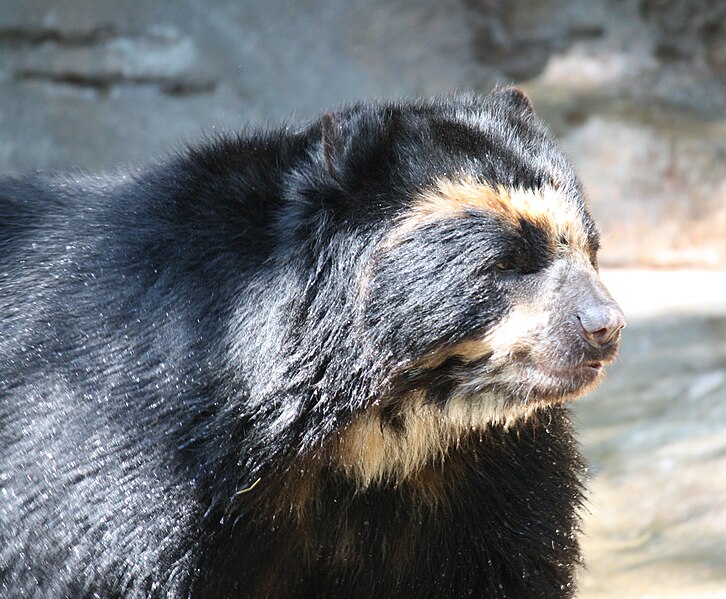 File:SpectacledBear1 CincinnatiZoo.jpg