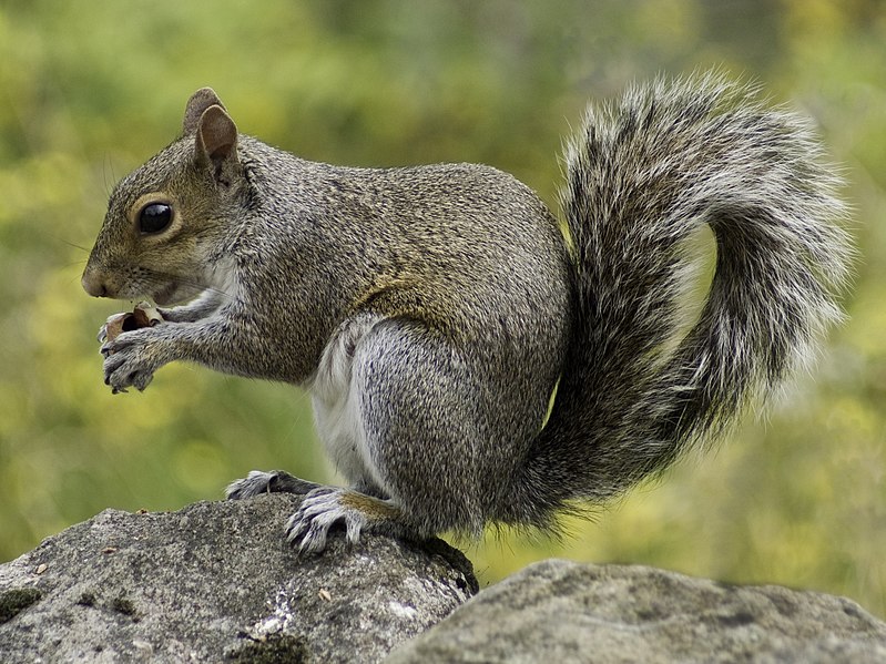 File:Squirrel holding nut.jpg