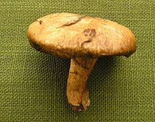 Suillus tridentinus.jpg