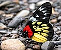 Redbase Jezebel (Delias aglaia) @ Jairampur, Arunachal Pradesh, India.