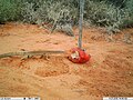 Using Remote camera and lure to capture sand goanna on camera – on Angas Downs IPA, NT