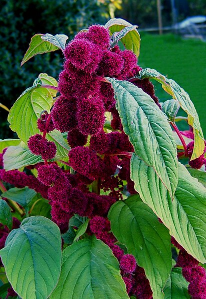 Файл:2006-10-22Amaranthus03.jpg