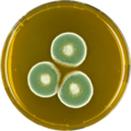 Aspergillus unguis growing on MEAOX plate