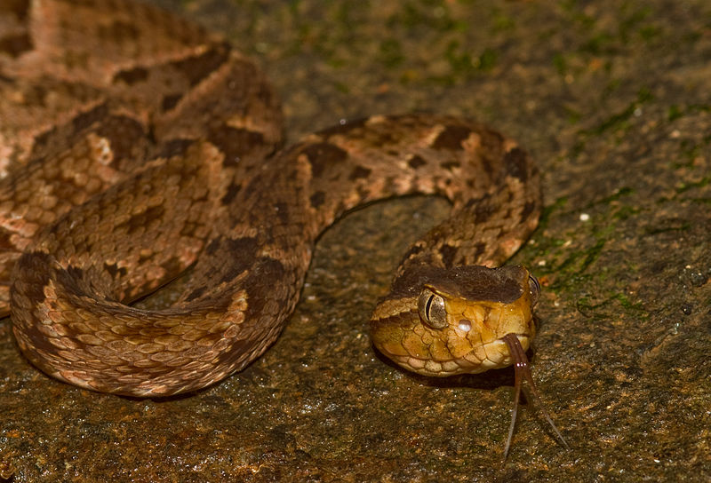 File:Bothrops asper (Panama) head.jpg