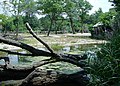 Habitat Africa - Giraffe Enclosure