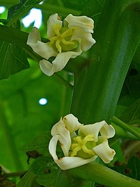 Female flowers