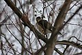 Cooper's Hawk, Accipiter cooperii