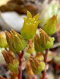 Miniatura para Dudleya